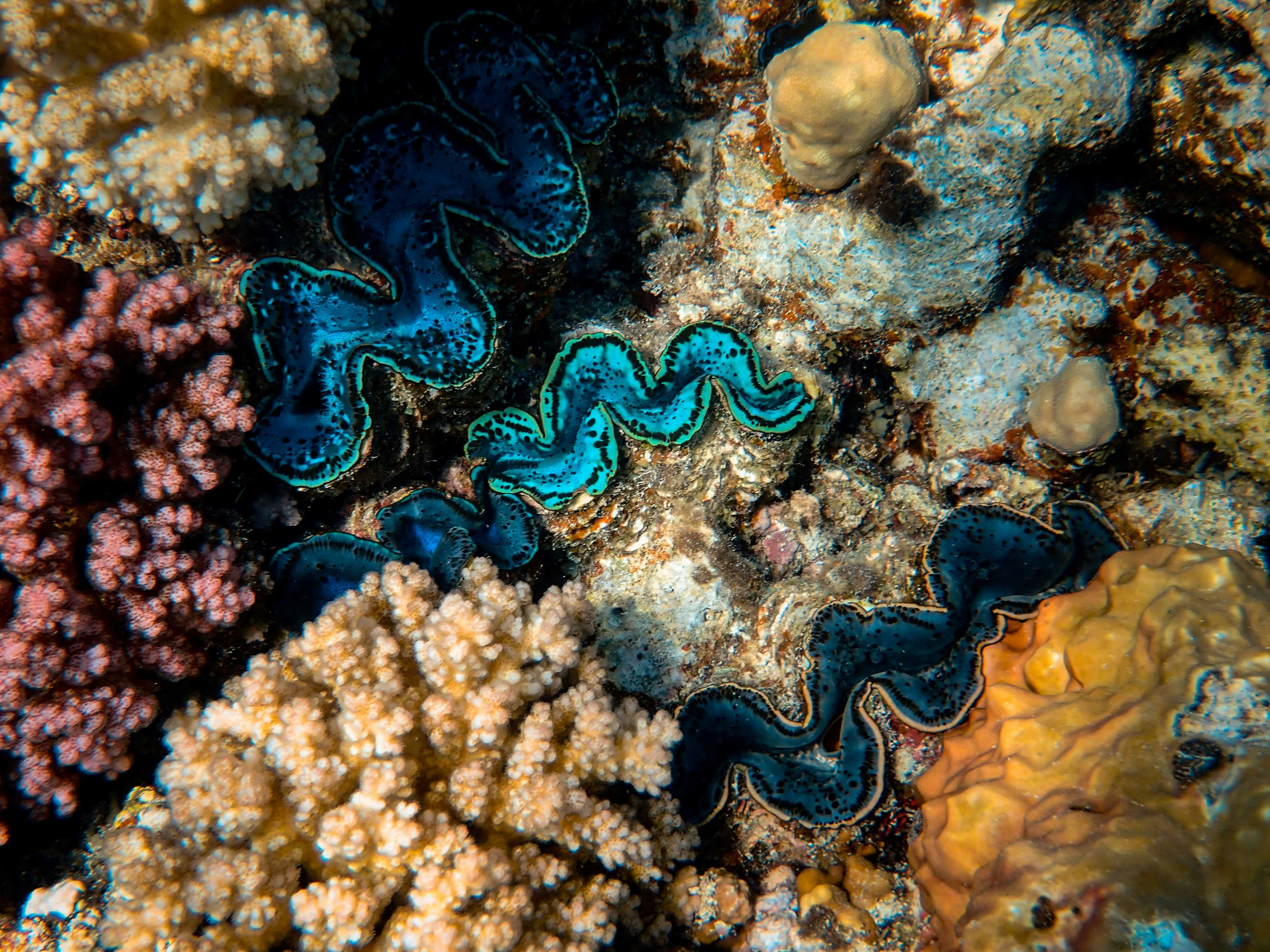 blue and white coral reef